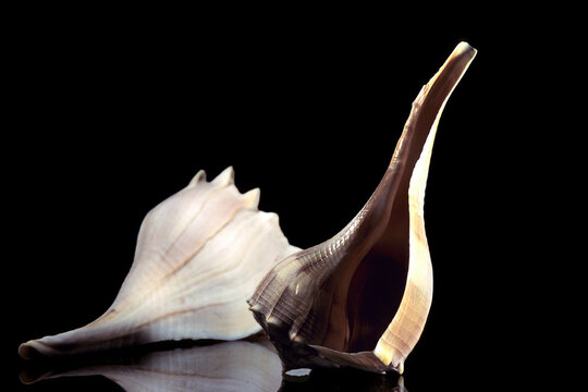 Busycon contrarium. Florida, USA. two left-handed whelk shells, commonly known as lightning whelks (Sinistrofulgur perversum or Busycon contrarium).