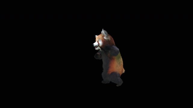 Cute 3D animated red panda dancing rumba with alpha channel. Cartoon animal character isolated for compositing, motion graphics, video editing, and digital content creation.