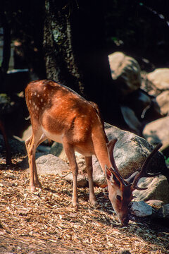 deer in the forest, Daino (Dama dama). fallow deer. Monte Limbara, Berchidda, Sardinia, italy