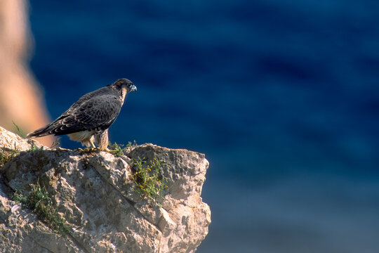 Peregrine falcon in headwall Falco Pellegrino (Falco peregrinus) . Alghero (SS), sardegna. Italia