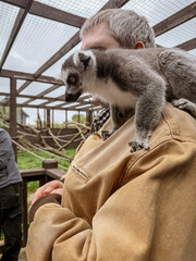 Fototapeta premium Curious Lemur on Visitors Shoulder