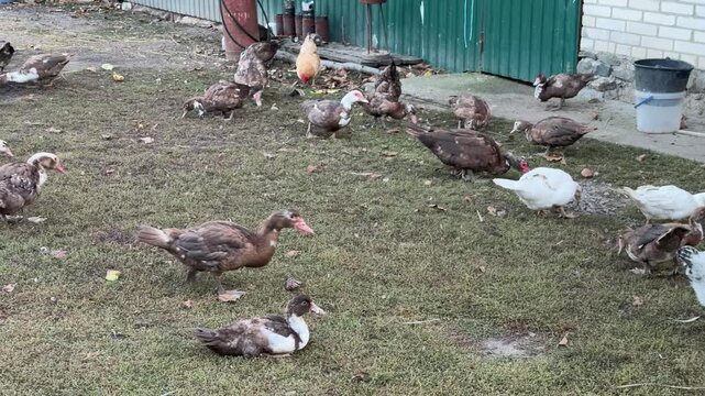 Domestic ducks roaming near a shed in a grassy yard