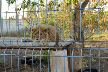 Male lion with golden mane resting on wooden platform in zoo enclosure behind wire mesh fencing, autumn trees in background © YuliaBulgakova