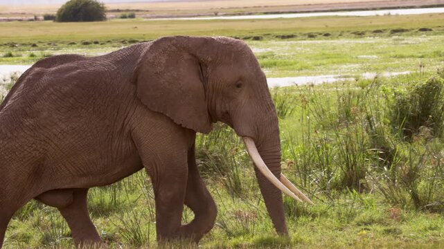 African elephants walking across the open plains of Amboseli National Park, Kenya, surrounded by the characteristic landscape of East African savanna.