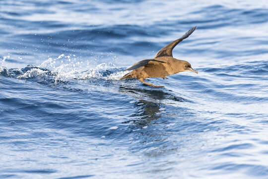 A sooty shearwater (Ardenna grisea) touching down.