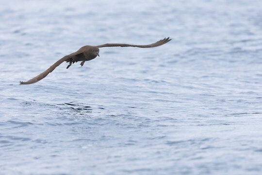 A sooty shearwater (Ardenna grisea) in flight.