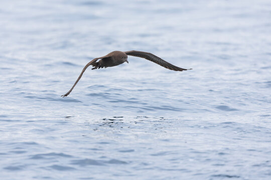 A sooty shearwater (Ardenna grisea) in flight.