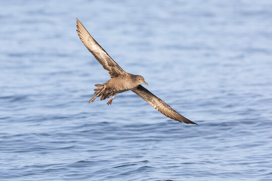 A sooty shearwater (Ardenna grisea) in flight.