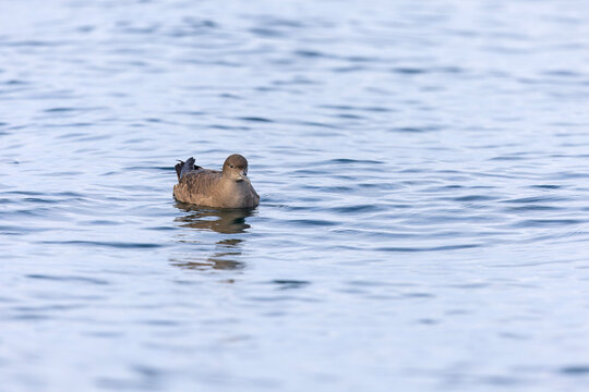 A sooty shearwater (Ardenna grisea) swimming.