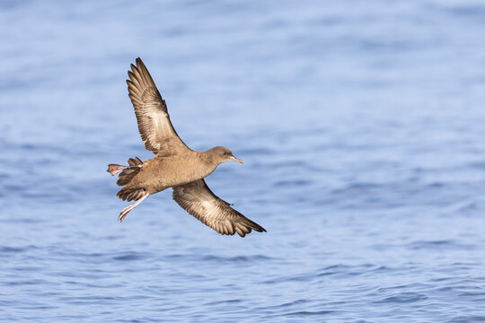 A sooty shearwater (Ardenna grisea) in flight.