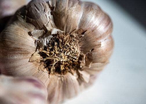 view of garlic, autumn vegetable harvest, vegetarian, clean and natural diet, autumn harvest time,
