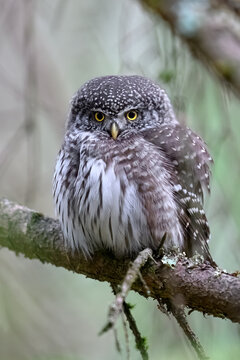 Eurasian pygmy owl (Glaucidium passerinum)
