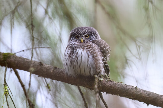 Eurasian pygmy owl (Glaucidium passerinum)