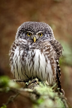Eurasian pygmy owl (Glaucidium passerinum)