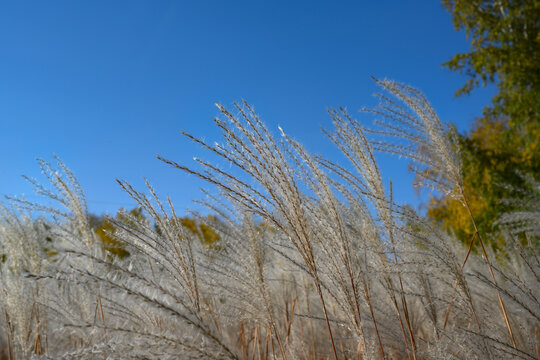A close-up view of the white panicles of miscanthus against the background of a birch forest in autumn