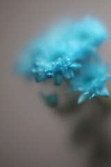 Obraz premium Smoke selected soft focus blue chrysanthemum aster Flower through translucent matte frosted glass. Abstract natural blurred grain light fog graay background.