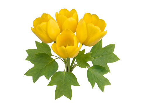 Bouquet of yellow tulips with green leaves isolated on a white background