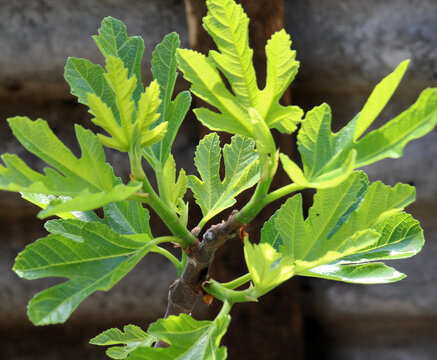 A branch with leaves and unripe fruit on a fig (Ficus carica) tree.