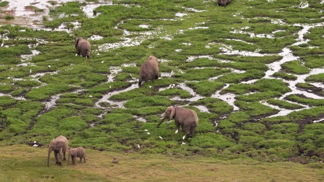A group of African elephants gathered in shallow water, viewed from above in Amboseli National Park, Kenya, surrounded by the natural savanna landscape.