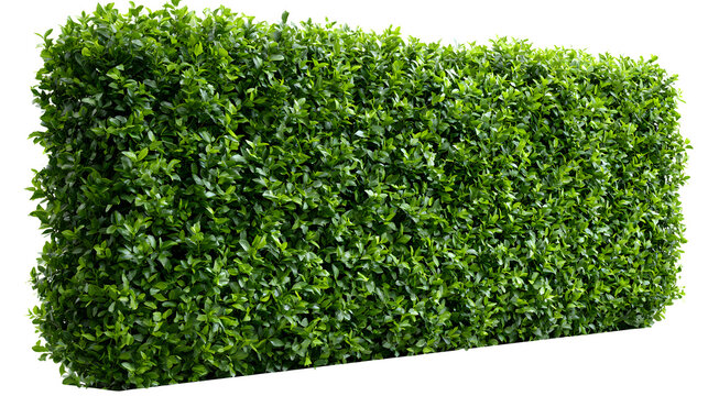 A professional studio shot of a privet hedge bush ligustrum dense green privacy screen panel, clean PNG isolated on a solid white background