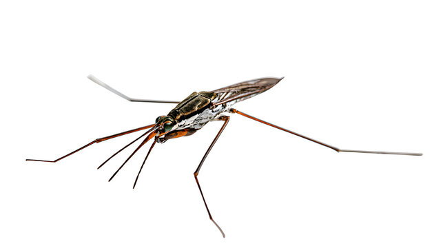 A professional studio shot of a water strider pond skater insect long wire legs water surface, clean PNG isolated on a solid white background