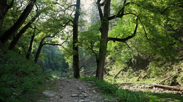 Rocky dry streambed trail lined with fallen tree trunks and boulders winds through a lush green Himalayan forest canyon in morning light