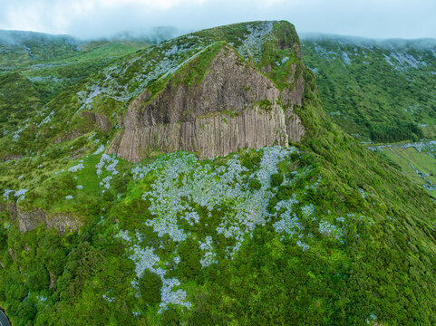 Aerial view of the majestic Rocha dos Bordoes, a unique natural monument of columnar basalt joints covered in lush green vegetation and blooming wild hydrangeas on Flores Island, Azores, Portugal
