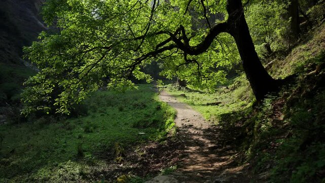 Grassy forest clearing trail curves beneath a broad leafy tree canopy with a narrow dirt path leading through a quiet Himalayan valley