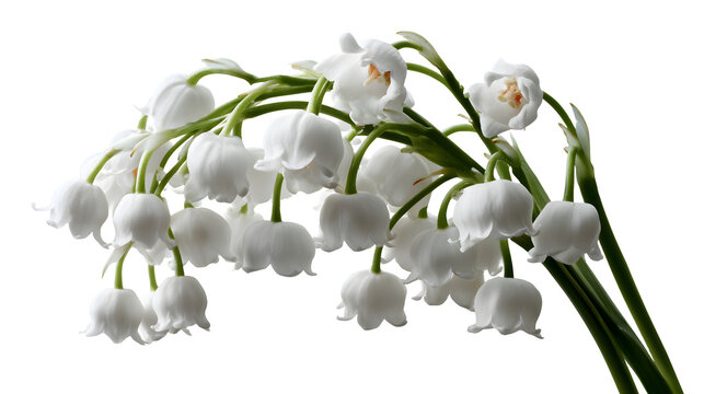 A professional studio shot of a delicate white lily of the valley bell flowers drooping, clean PNG isolated on a solid white background