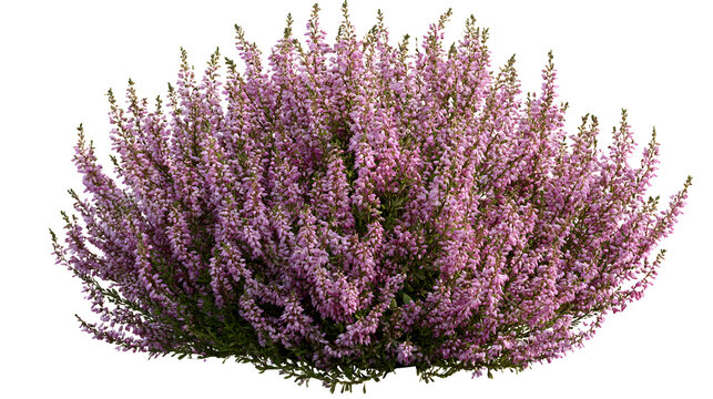 A professional studio shot of a wild heather bush pink purple micro flowers moorland shrub, clean PNG isolated on a solid white background