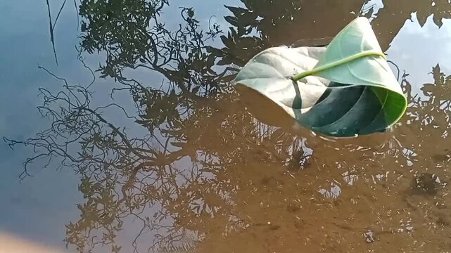 Green leaf floating on muddy water with reflections of trees.