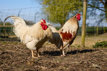 Two roosters standing outdoors on a farmyard near a wire fence under a clear blue sky. One white rooster faces forward while the other white and brown rooster crows. © erwin