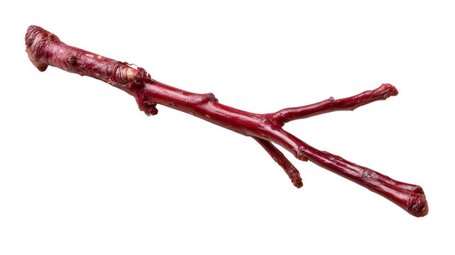 A professional studio shot of a red osier dogwood branch bright red winter bark no leaves, clean PNG isolated on a solid white background