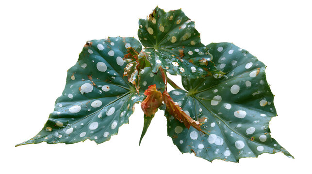A professional studio shot of a begonia maculata polka dot angel wing silver spots, clean PNG isolated on a solid white background