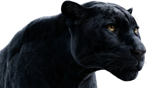 A professional studio shot of a black panther jaguar yellow eyes sleek coat profile, clean PNG isolated on a solid white background