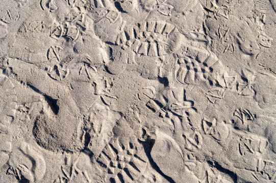 Numerous overlapping footprints and shoe prints create varied patterns and textures across the dry, sunlit sandy surface.. Footprints and shoe prints in the sand