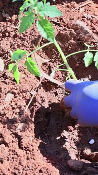Farmer hand blue glove is placing small tomato plant into brown soil in garden during springtime