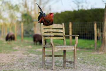A colorful rooster perches on top of an old wooden armchair outdoors on a farm, with sheep grazing blurred in the background on a sunny day. © erwin