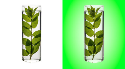 Fresh mint leaves in glass jars with water © Design Planer