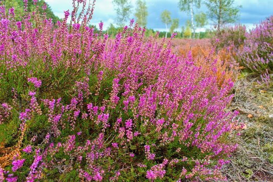 Richly blooming Common Heather flowers in the autumn - Calluna vulgaris