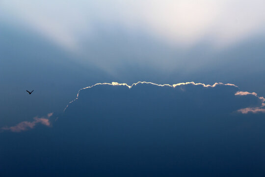 flying bird sunlit cloud sky rim light
