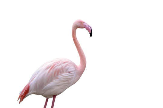 pink flamingo Isolated on transparent background&nbsp;