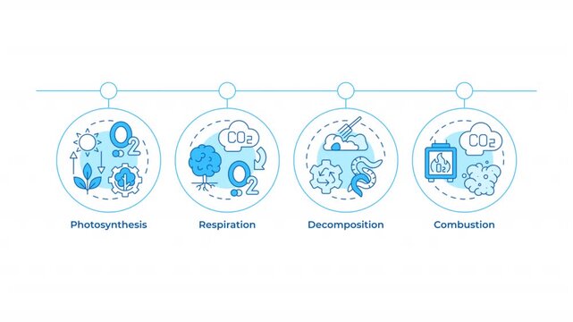 Carbon recycling cycle infographic circles animation. Waste decomposition techniques. Ecosystem health improvement. Flowchart dynamic presentation with 4 steps process. HD video, motion graphics