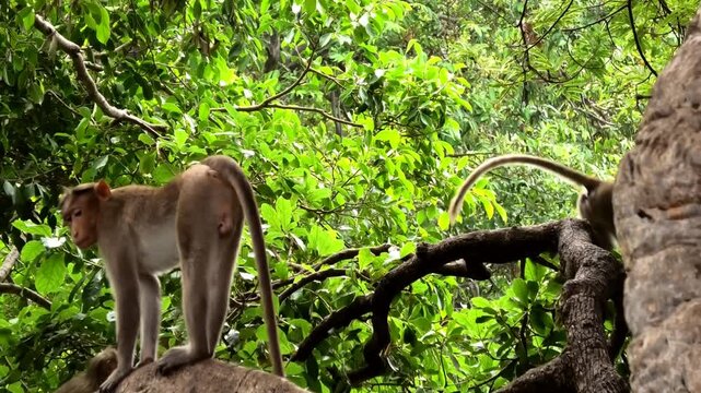 Monkeys frolicking on the tree branches in the forest
