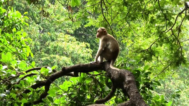 Monkeys frolicking on the tree branches in the forest