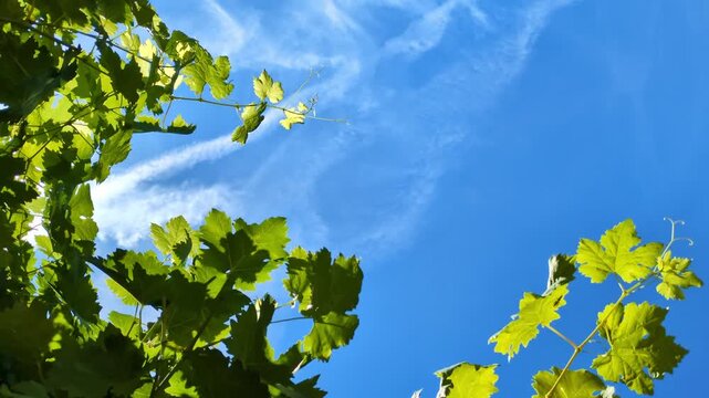 bright green grape leaves against vivid blue sky, sunlit foliage, nature, outdoor, weather, growth, summer, harvest, organic, agriculture, farming