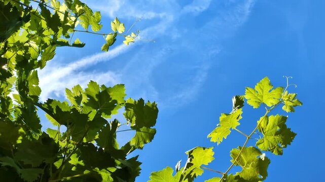 bright green grape leaves against vivid blue sky, solar energy potential, renewable power sources, nature technology, sustainable efficiency, organic growth, fresh vitality, outdoor