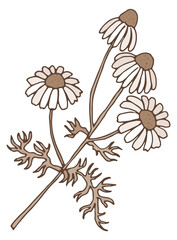 Obraz premium Chamomile herb sketch. Hand drawn organic botany