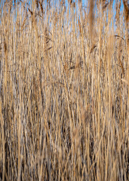 abstract from the patterns of old and dry reeds, interesting texture and structure