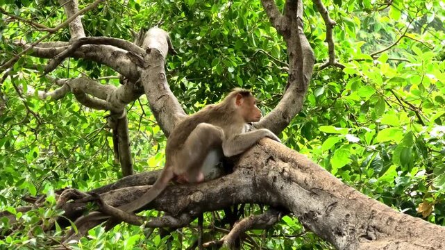 A monkey resting on a tree branch in the forest